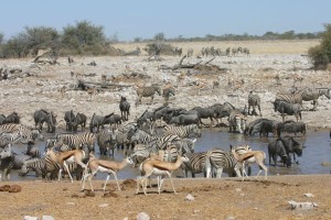 Etosha