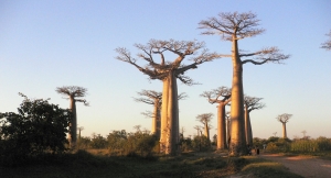 Ranomafana National ParkMadagascar