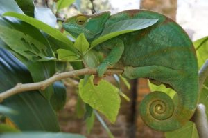 Reptile Park at Marozevo_big