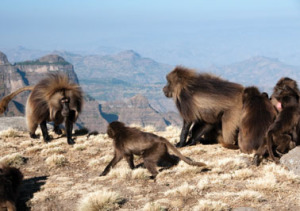 gelada-baboon-simien-mountains-national-park_3