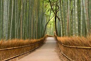 kyoto-japan-bamboos