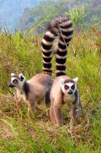 ring-tailed-lemurs-at