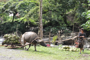 waterbuffalo