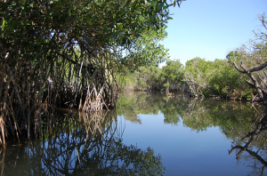 SanBlasPV_MangroveReserve_EmersonPosadas_CC-BY