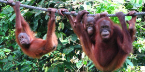 Sepilok_Orang_Utan_Rehabilitation_Centre5