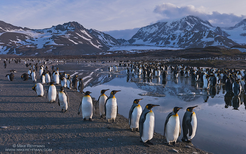 Penguin Trifecta